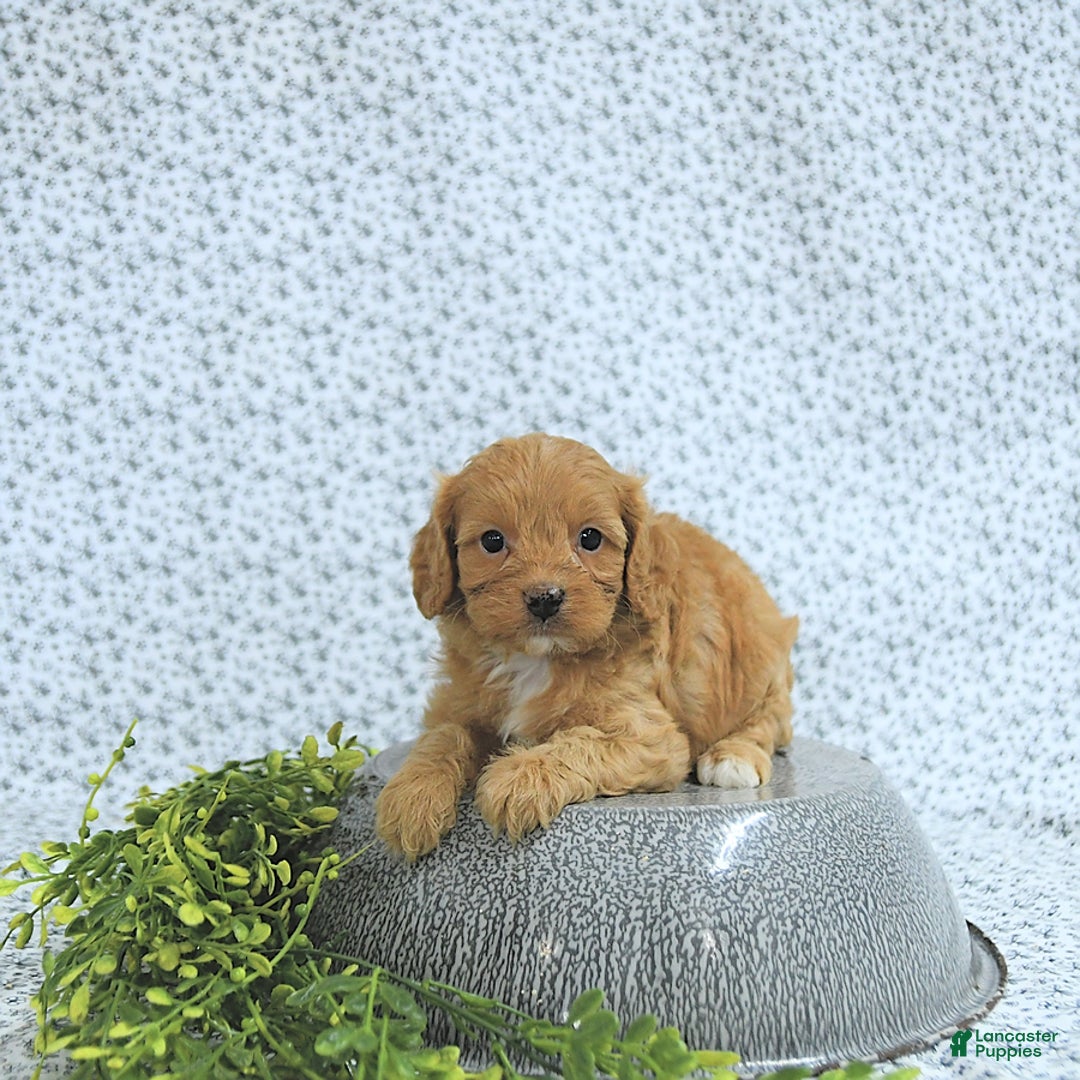 Cavapoo dogs for sale: Romeo - Image 8