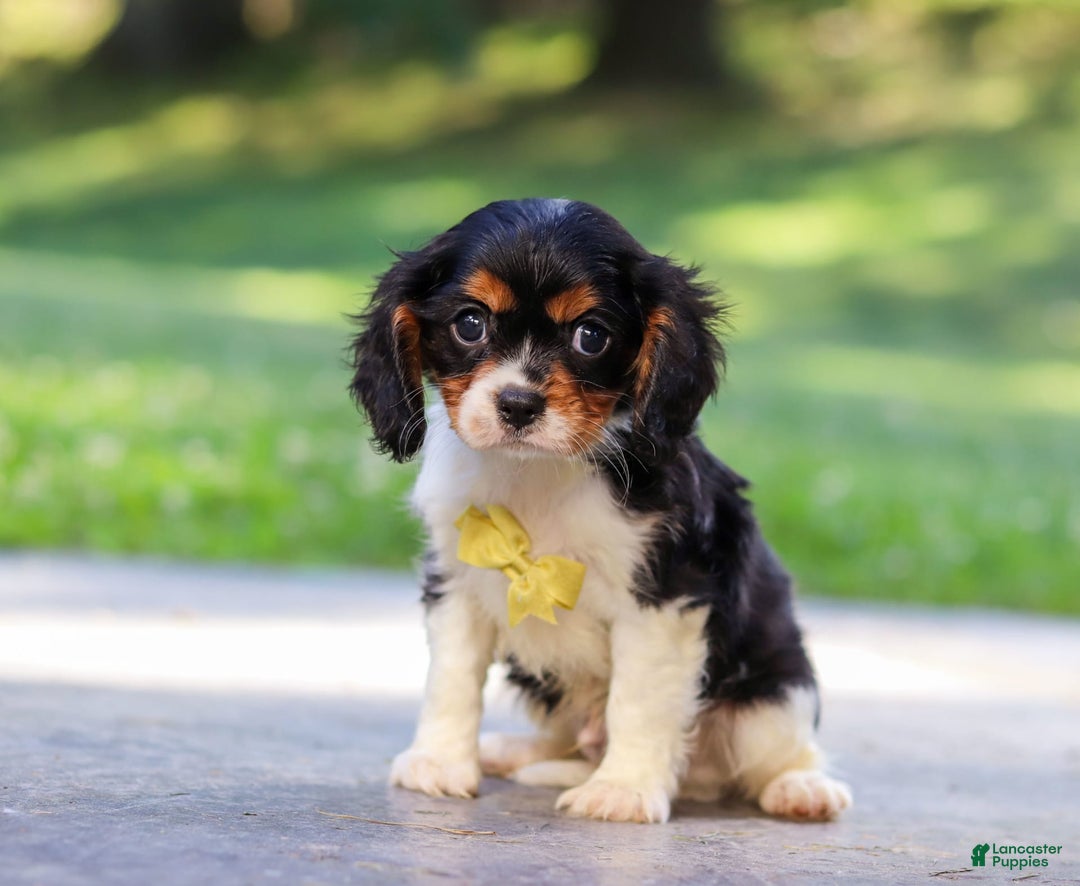 Cavalier King Charles Spaniel dogs for sale: Oliver - Image 1