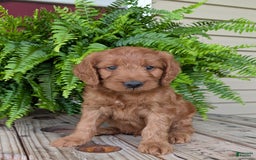 Goldendoodle dogs for sale: Ben - Image 20