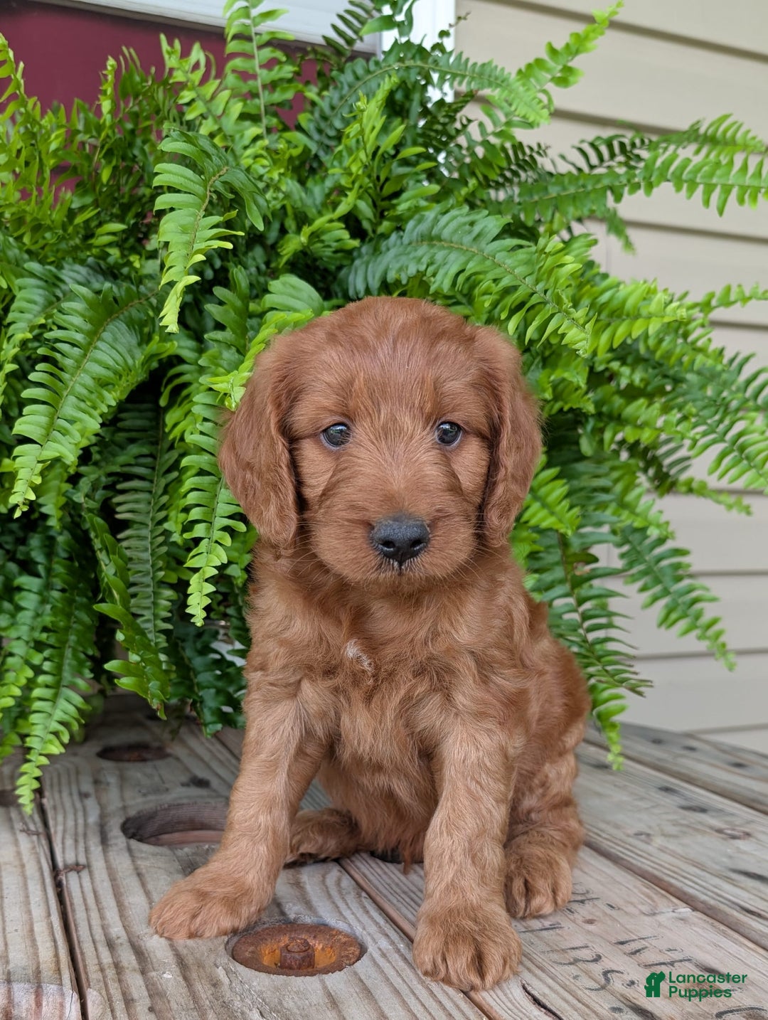 Goldendoodle dogs for sale: Ben - Image 20