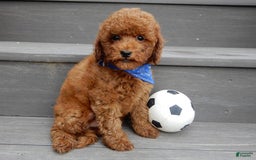 Cavapoo dogs for sale: Biscuit - Image 10