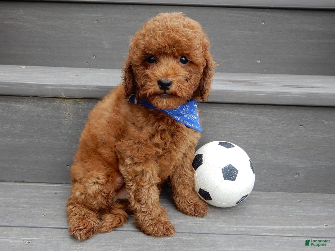 Cavapoo dogs for sale: Biscuit - Image 10