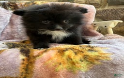 Pomeranian dogs for sale: Fluffy - Image 3