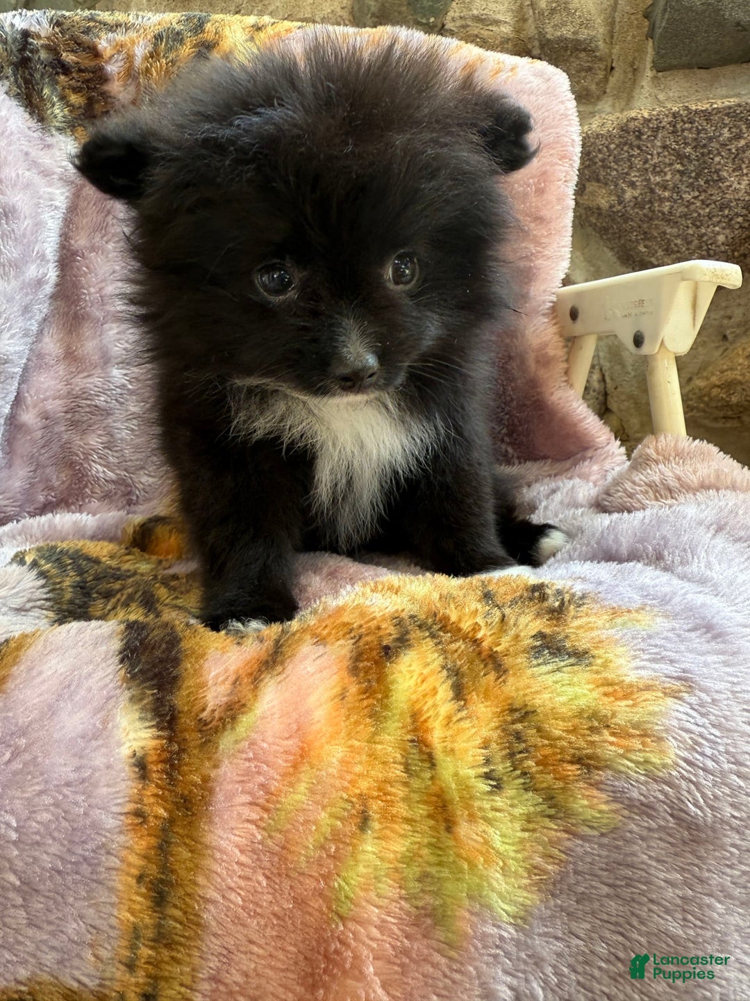 Pomeranian dogs for sale: Fluffy - Image 3