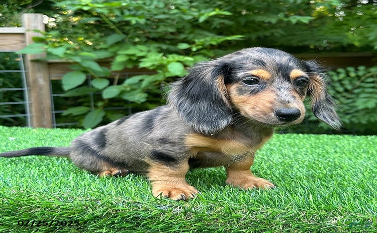 Miniature Dachshund dogs for sale - Ad 3