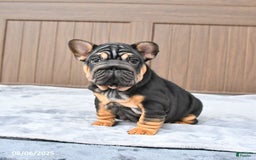 French Bulldog dogs for sale: Dahlia - Image 4