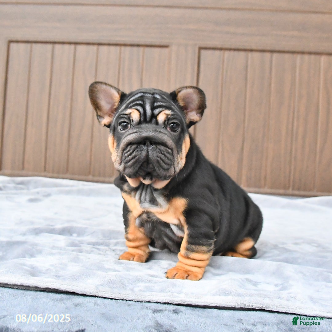 French Bulldog dogs for sale: Dahlia - Image 4