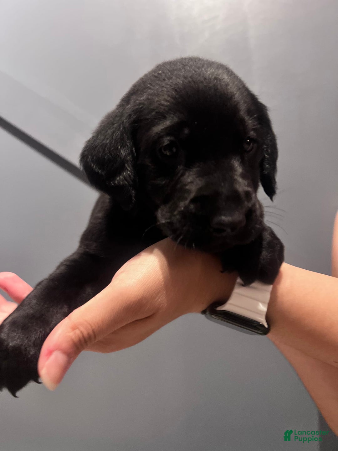 Labrador Retriever dogs for sale: Olive - Image 1
