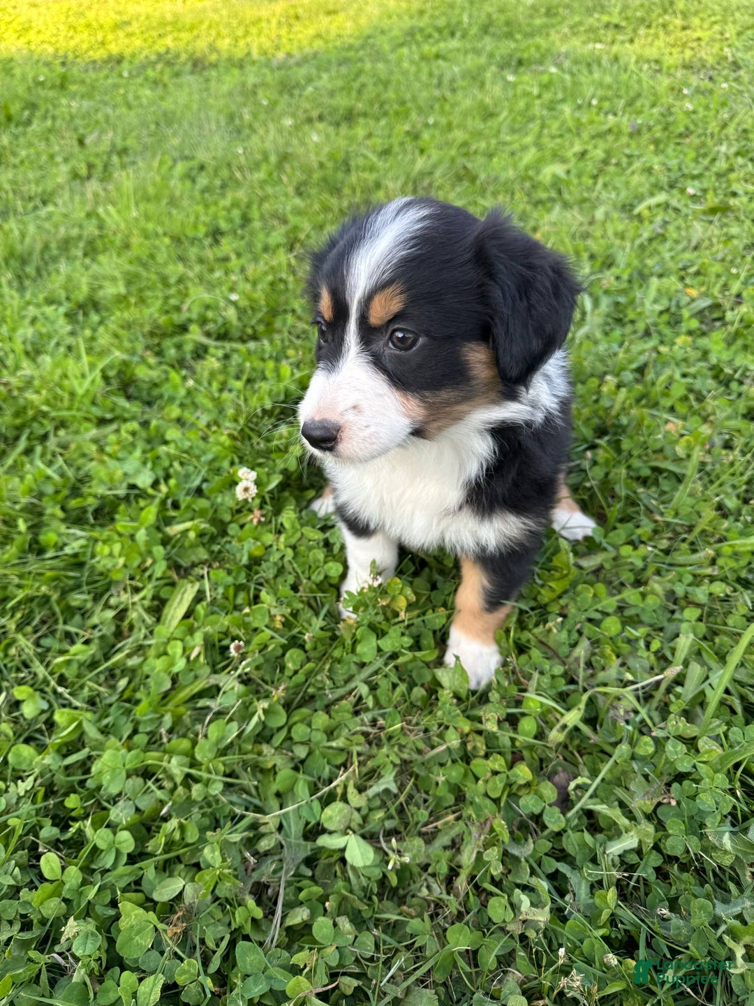 Australian Shepherd dogs for sale: Ahsoko - Image 7