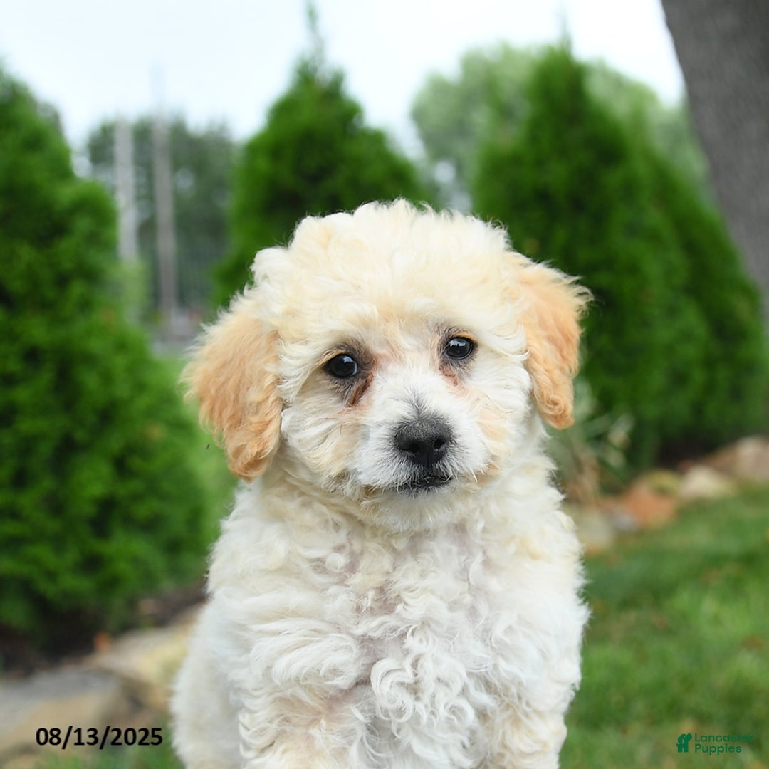 Bichpoo dogs for sale: Archie - Image 4