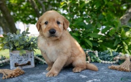 Golden Retriever dogs for sale: Logan - Image 4