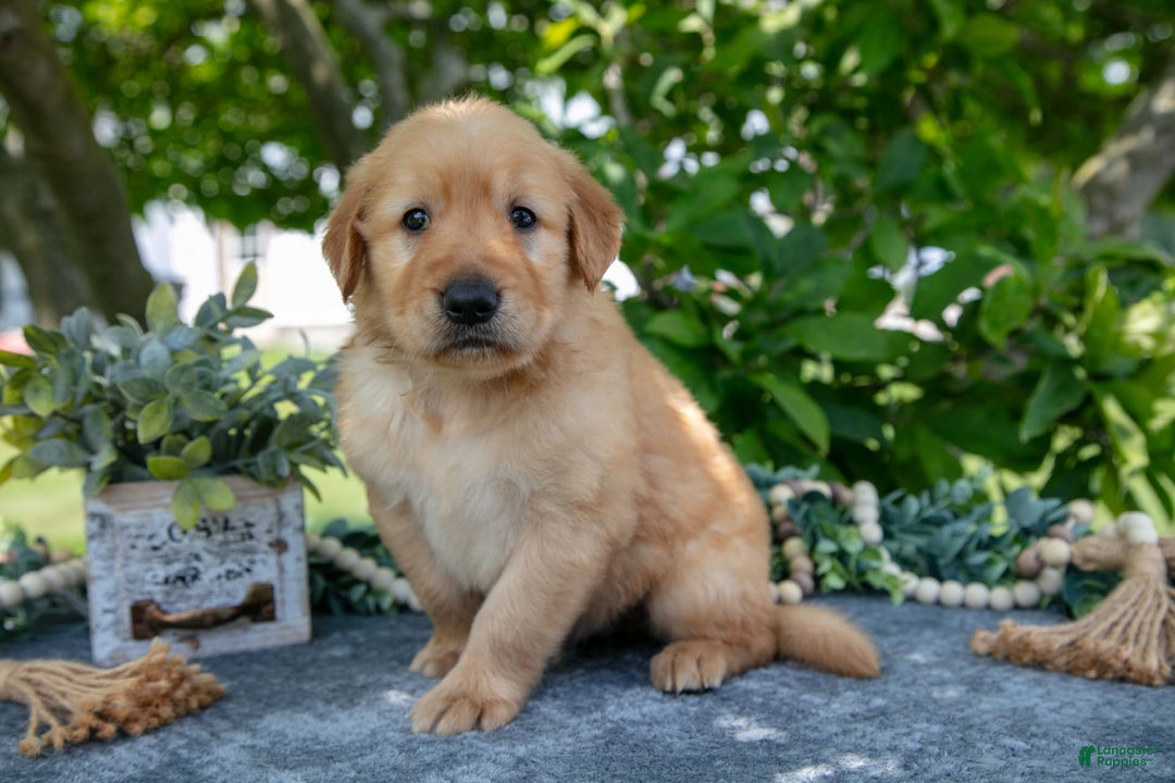 Golden Retriever dogs for sale: Logan - Image 4