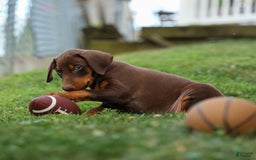 Doberman Pinscher dogs for sale: Doberman Pinscher 3 puppies - Image 11