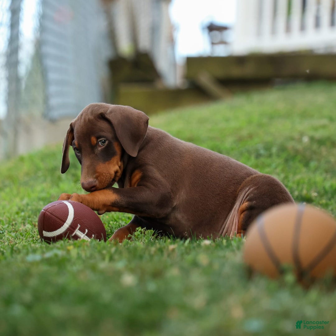Doberman Pinscher dogs for sale: Doberman Pinscher 3 puppies - Image 11