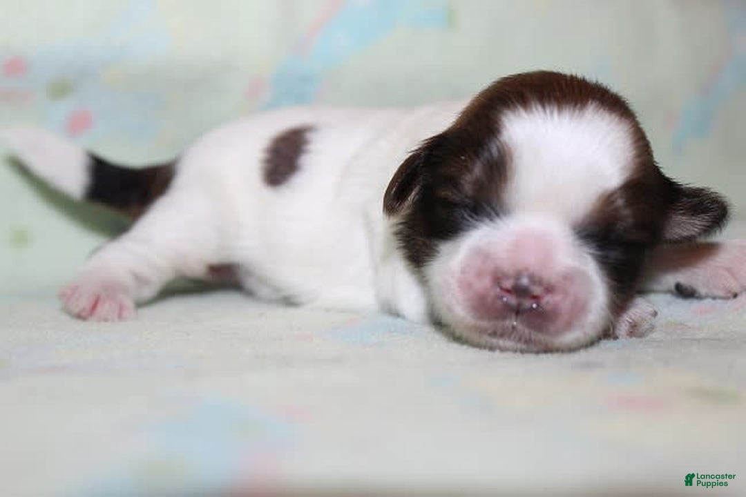 Shih Tzu dogs for sale: Anya Boy 4 - Image 2