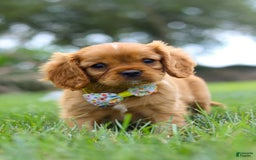Cavalier King Charles Spaniel dogs for sale: Bradley - Image 15