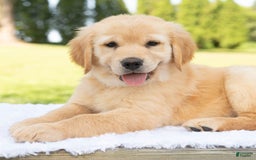 Golden Retriever dogs for sale: Hazel - Image 4