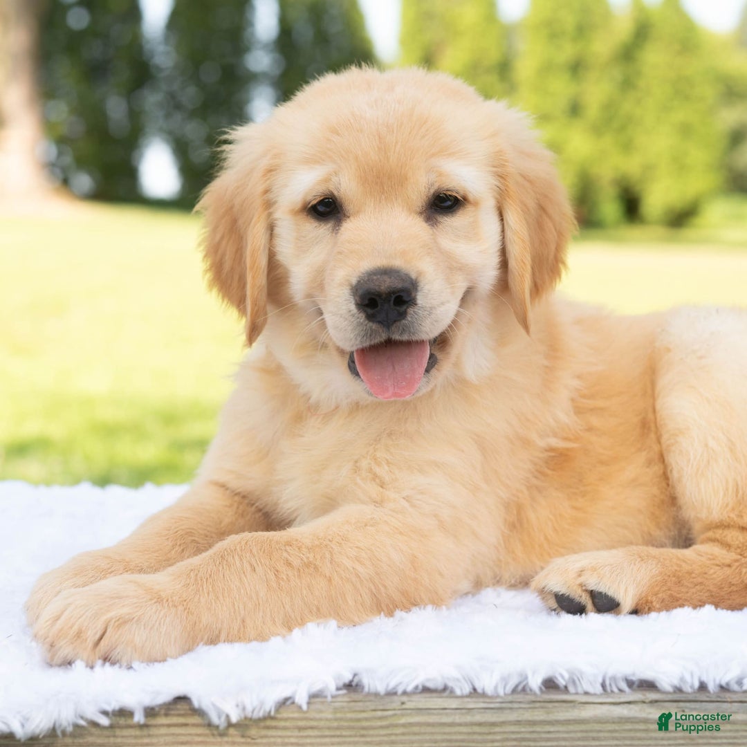 Golden Retriever dogs for sale: Hazel - Image 4