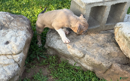 American Pit Bull Terrier dogs for sale: Russ - Image 15