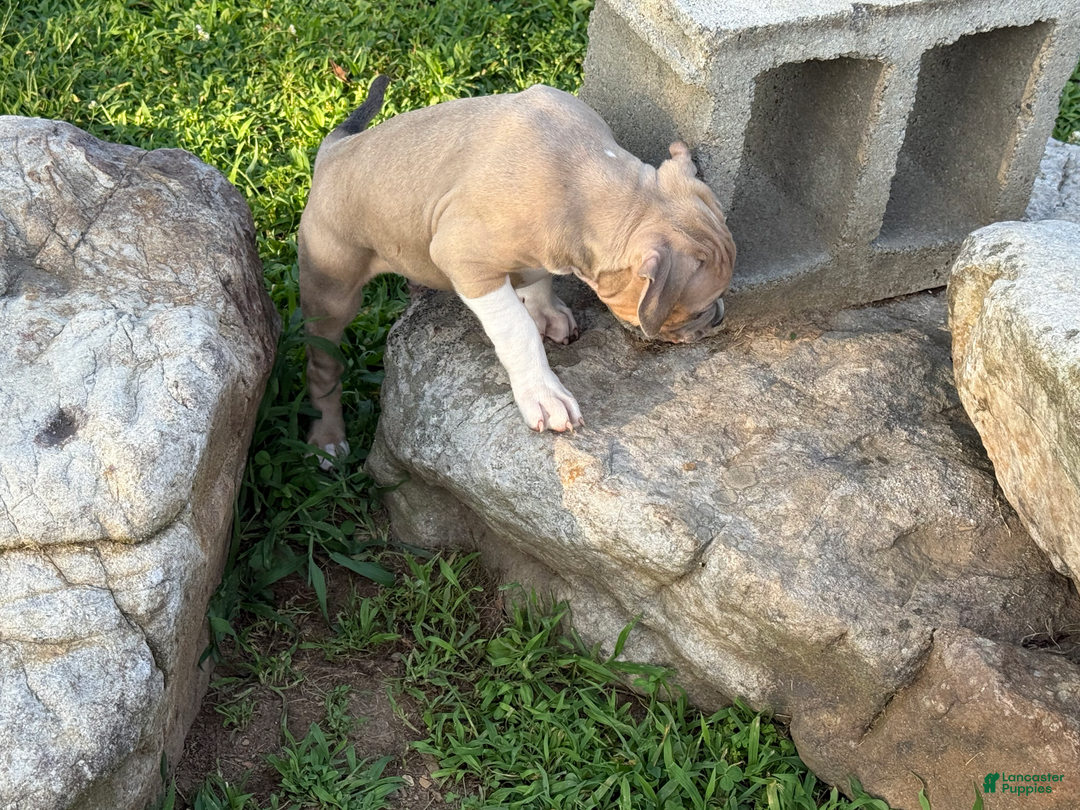American Pit Bull Terrier dogs for sale: Russ - Image 15