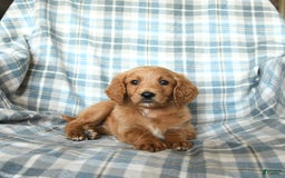 Goldendoodle dogs for sale: Sophie - Image 8