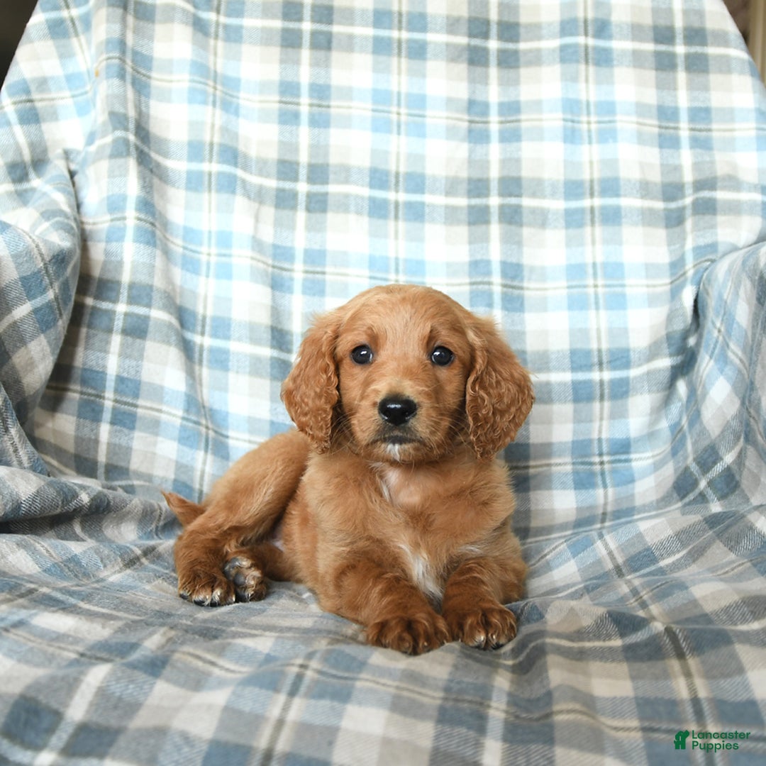 Goldendoodle dogs for sale: Sophie - Image 8
