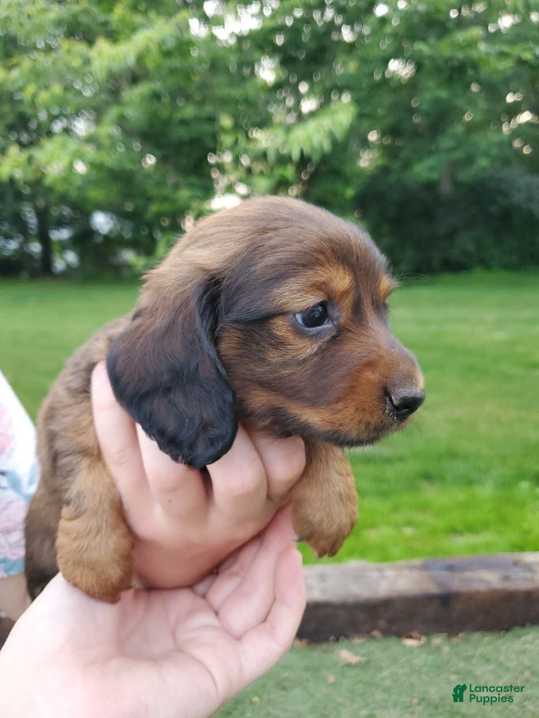 Dachshund dogs for sale: Evie - Image 13