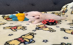 Pomeranian dogs for sale: Pearl - Image 3