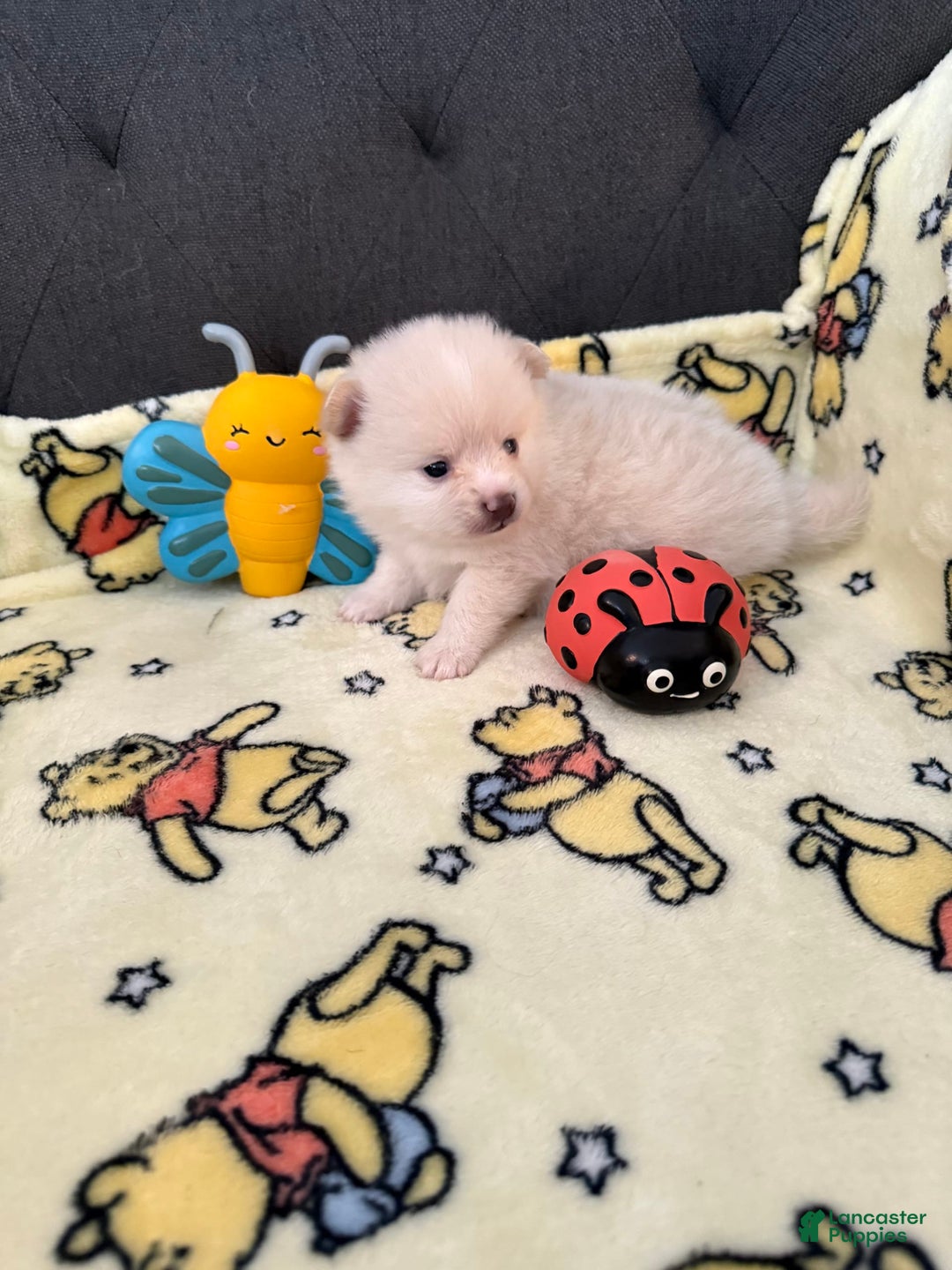 Pomeranian dogs for sale: Pearl - Image 3