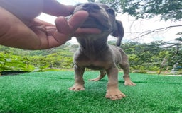 Cane Corso dogs for sale: Iccf Rare Isabella Simba - Image 6