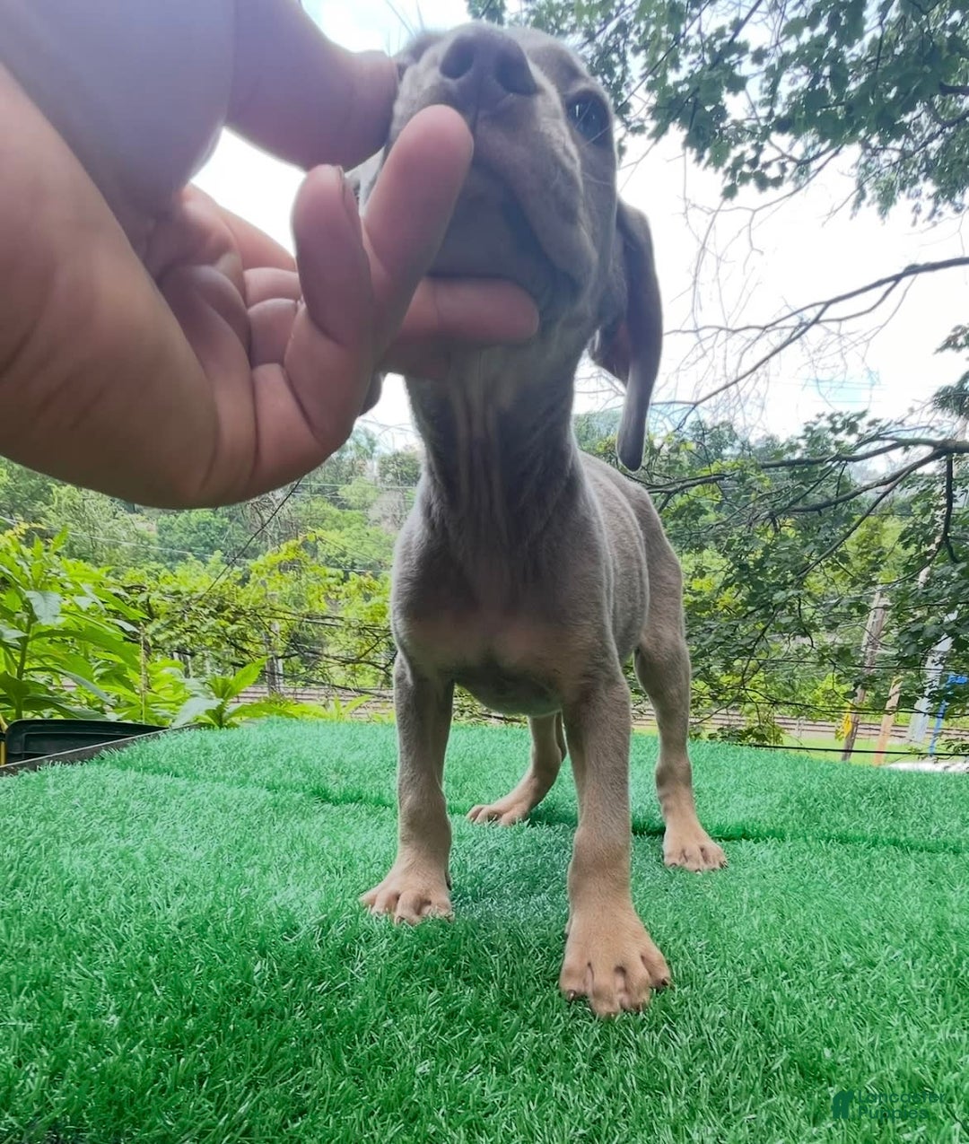 Cane Corso dogs for sale: Iccf Rare Isabella Simba - Image 6