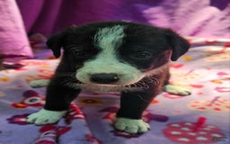 Border Collie dogs for sale: Coco - Image 10
