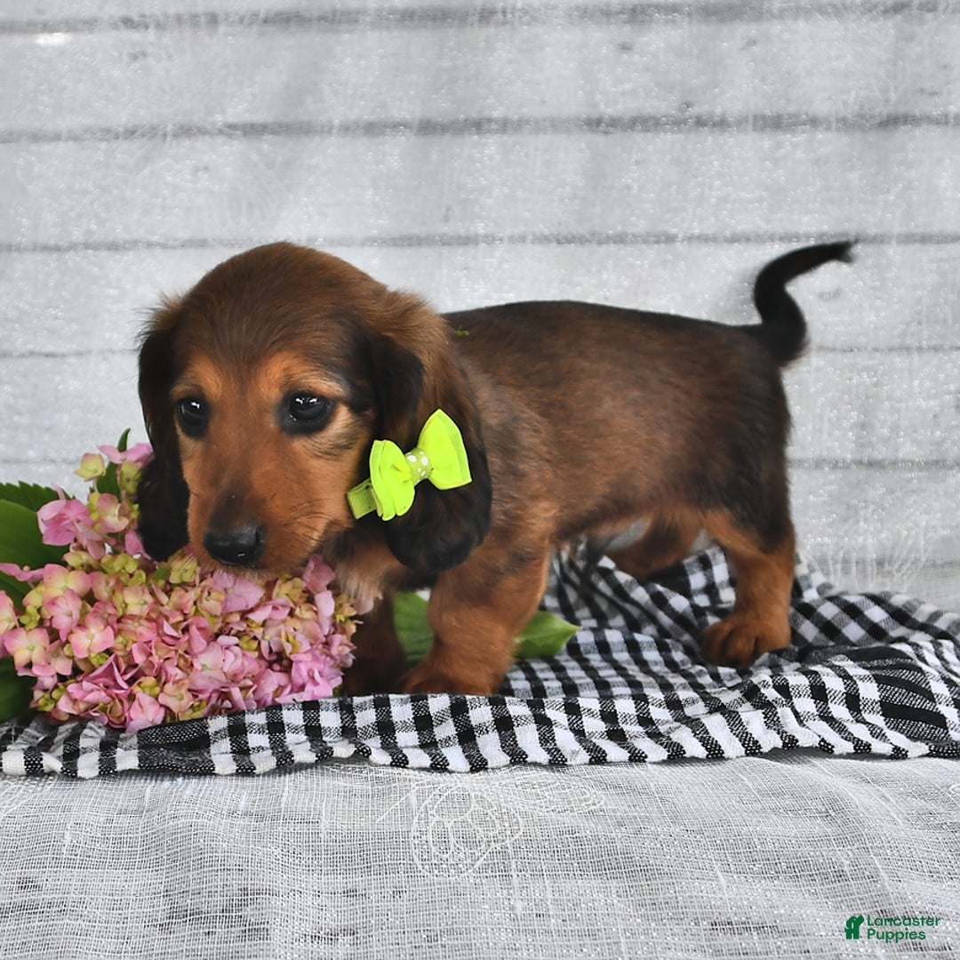 Miniature Dachshund dogs for sale: Miniature Dachshund 5 puppies - Image 3