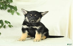 Gerberian Shepsky dogs for sale: Moonlight - Image 4