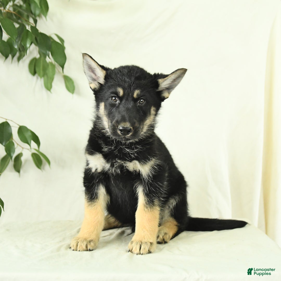 Gerberian Shepsky dogs for sale: Moonlight - Image 4