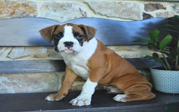 Boxer dogs for sale: Flynn - Image 2