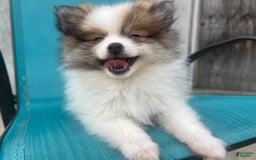 Pomeranian dogs for sale: Rollie - Image 1