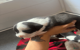 American Bully dogs for sale: Moomoo The Runt - Image 4