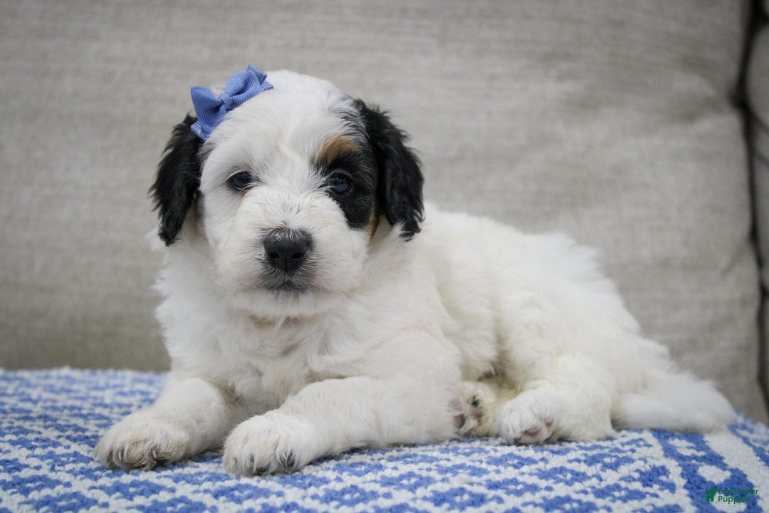 Mini Bernedoodle dogs for sale: Lennon - Image 19