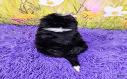 Mini Bernedoodle dogs for sale: Lewie - Image 4