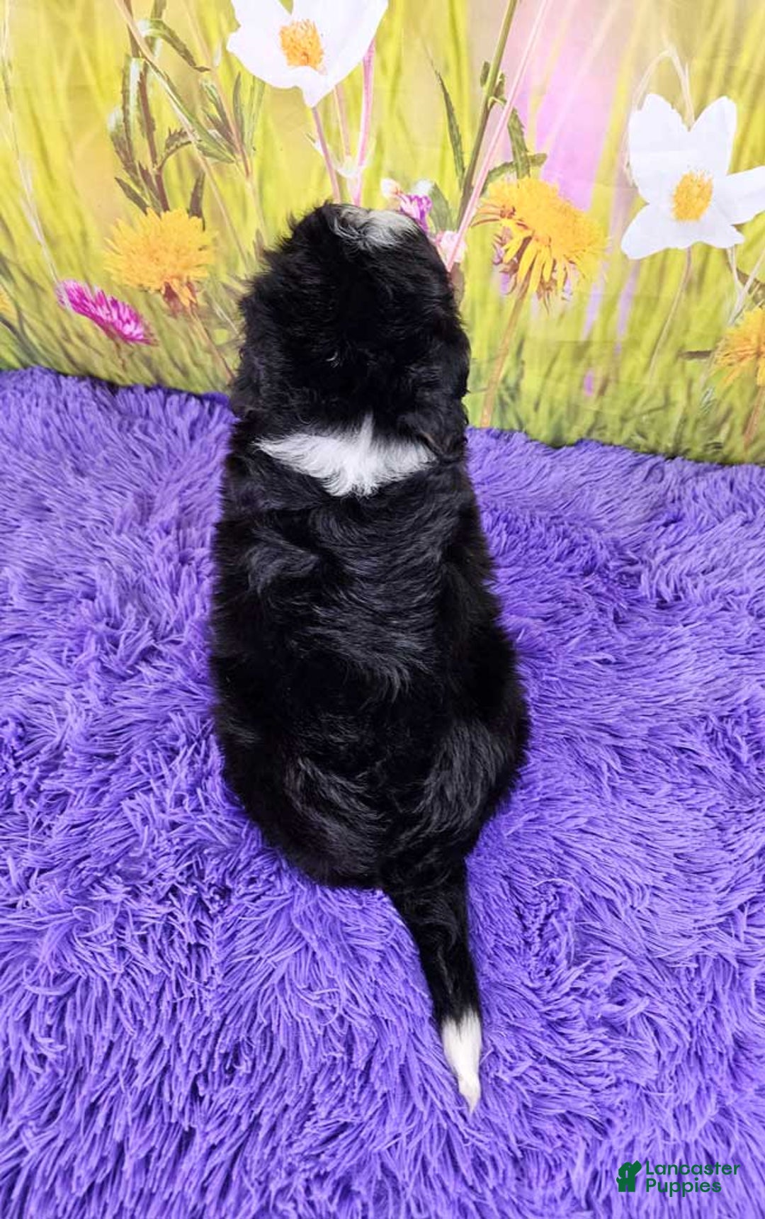 Mini Bernedoodle dogs for sale: Lewie - Image 4