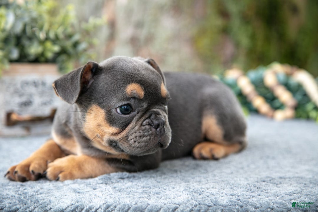 French Bulldog dogs for sale: Bear - Image 8