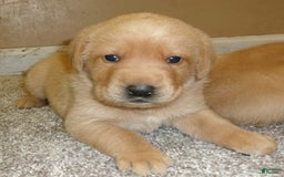 Labrador Retriever dogs for sale: Goldie - Image 1