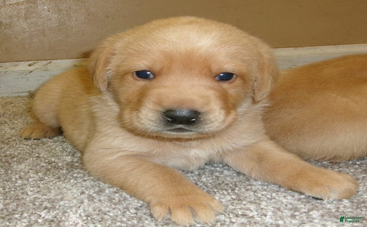 Labrador Retriever dogs for sale - Ad 2