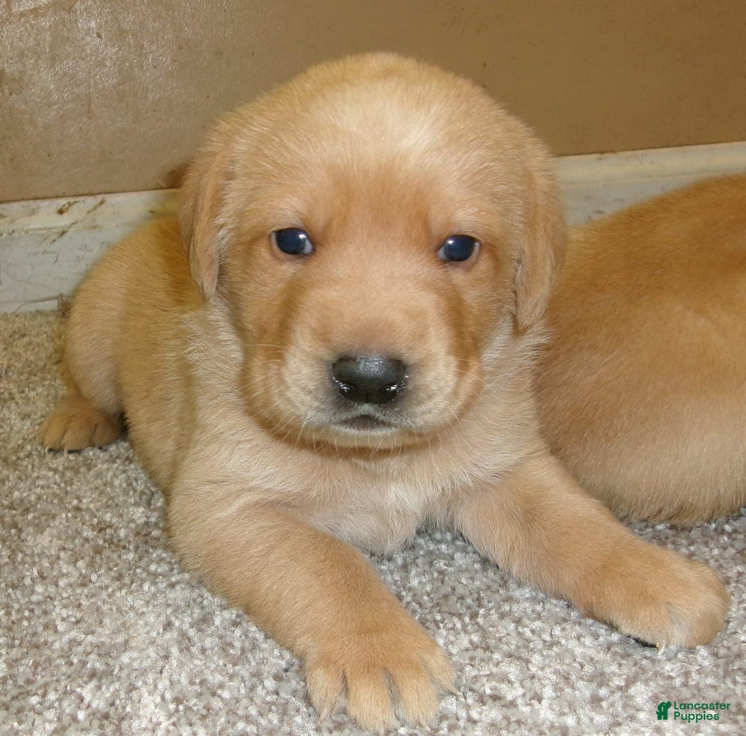 Labrador Retriever dogs for sale: Goldie - Image 1