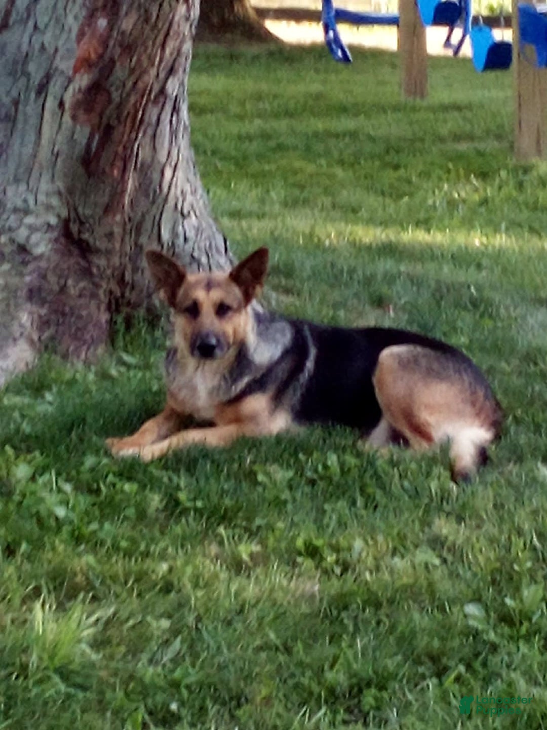 German Shepherd dogs for sale: Nova - Image 6