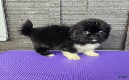 Pekingese dogs for sale: Clarice - Image 4