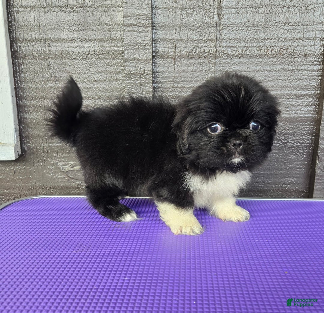 Pekingese dogs for sale: Clarice - Image 4