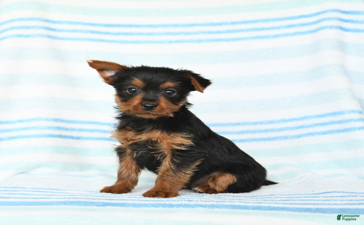 Yorkshire Terrier dogs for sale - Ad 2