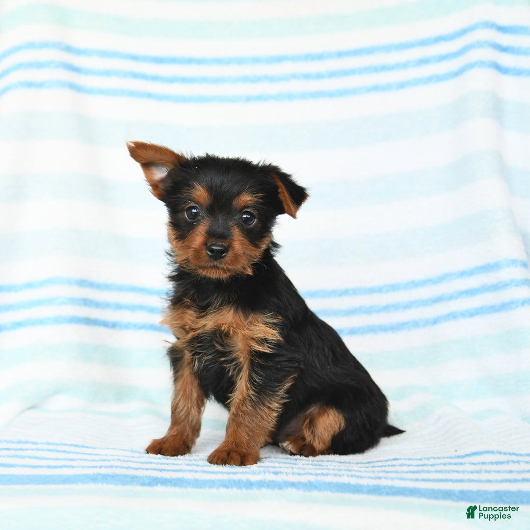 Yorkshire Terrier dogs for sale: Mark - Image 1